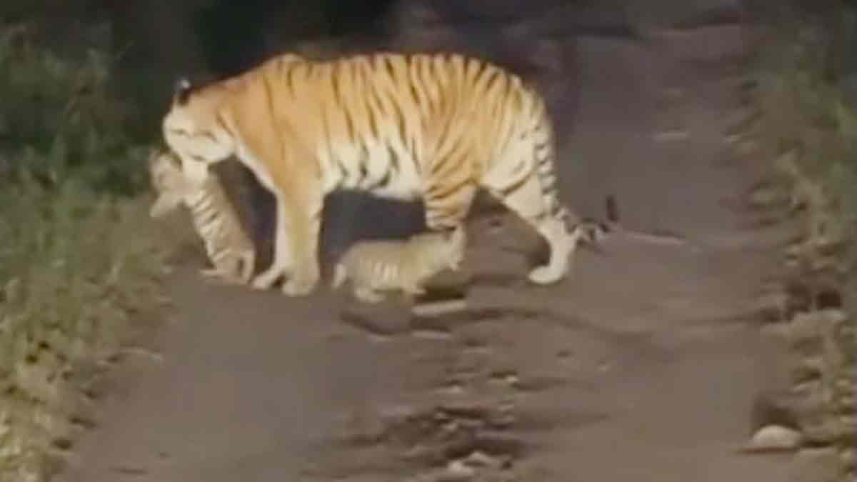 Pench Tiger Reserve, tigress Jugni gives birth to 3 cubs