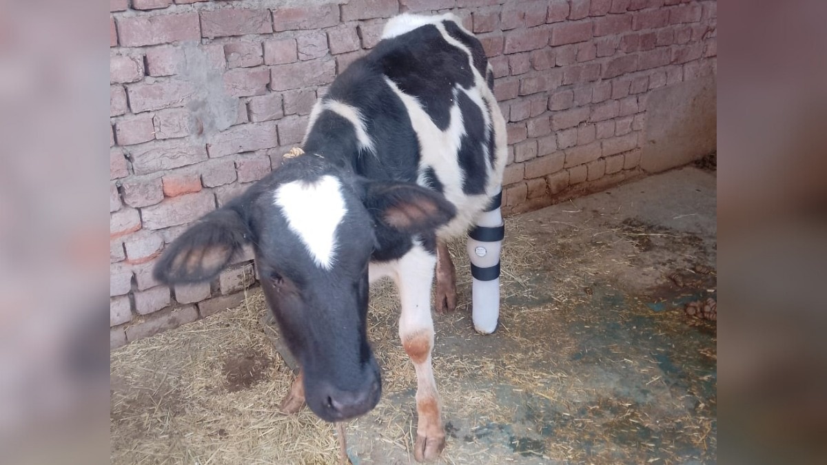 चलने-फिरने की क्षमता लौटाएगा.(Photo: Ashraf Wani/ITG)