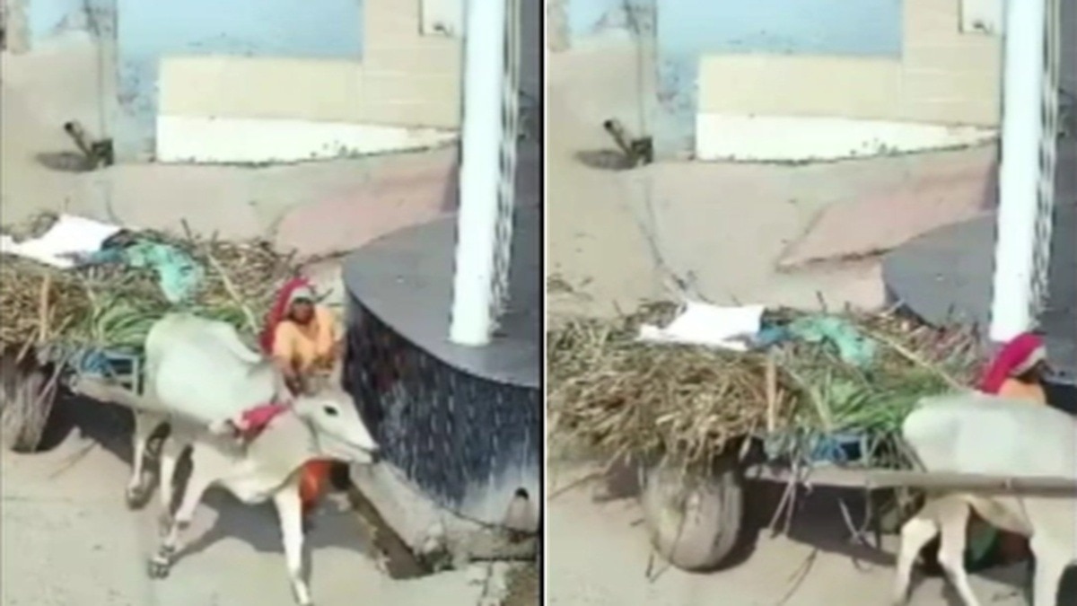 Woman crushed between wall and bullock cart