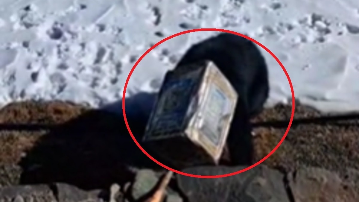 15 हजार फीट की ऊंचाई पर संकट में भालू.(Photo:Screengrab)