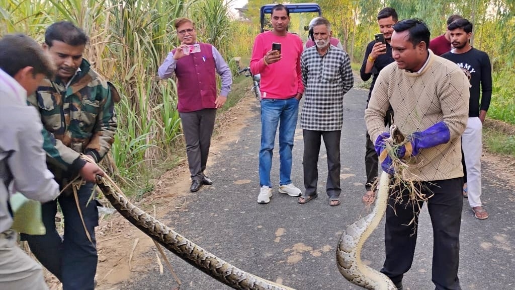 Giant python rescued in Bijnor (Photo- ITG)
