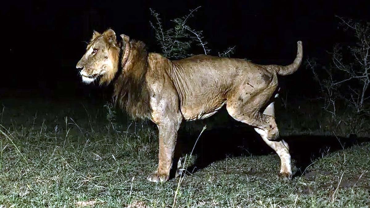 Three legged lion Jacob