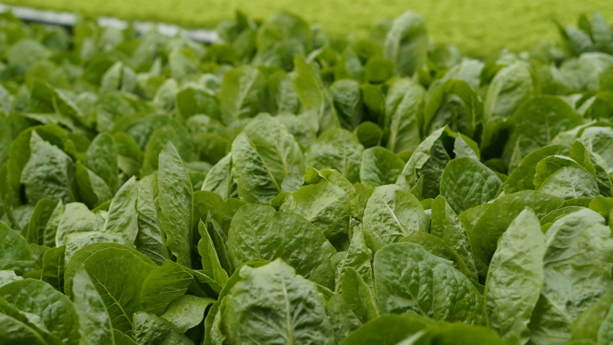 Grow Spinach at home