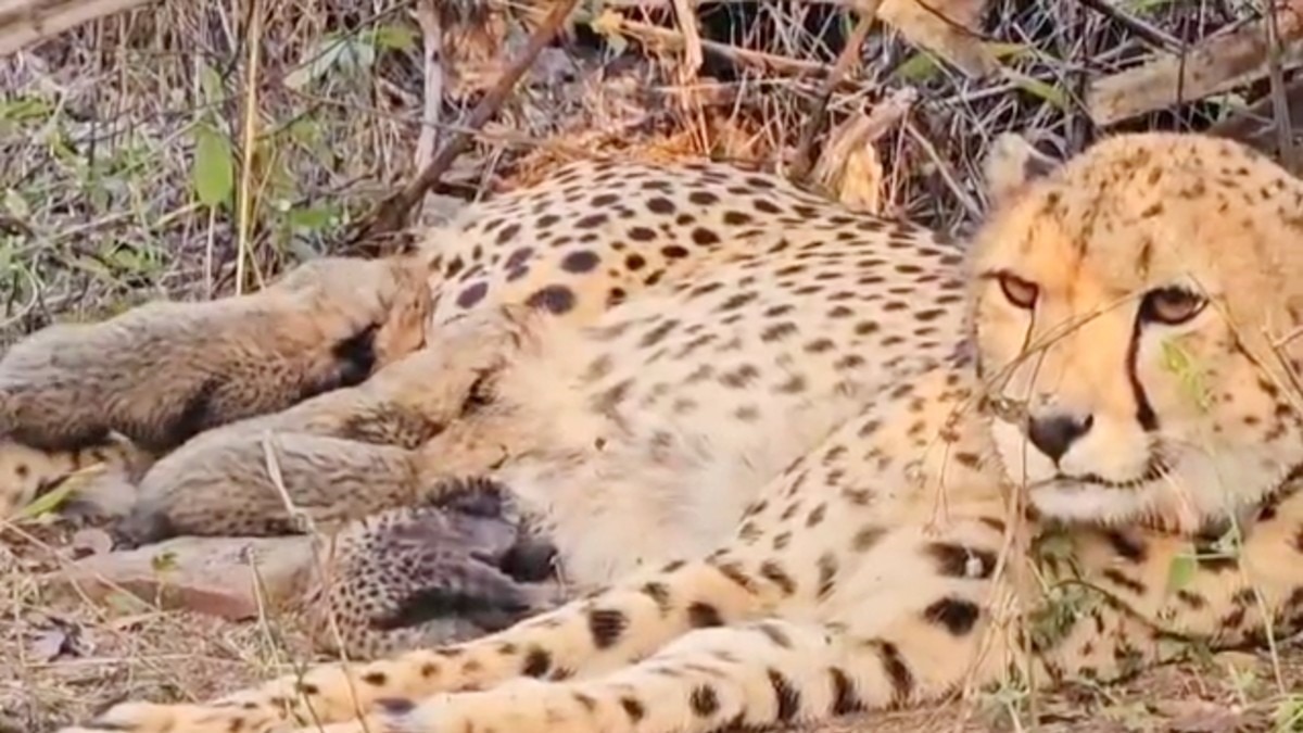 भारतीय चीता मुखी बनी मां.(Photo:Screengrab)