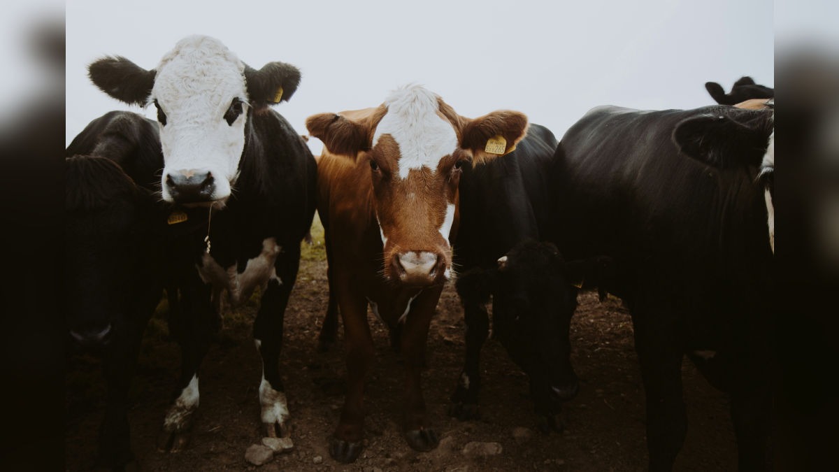 Winter livestock care