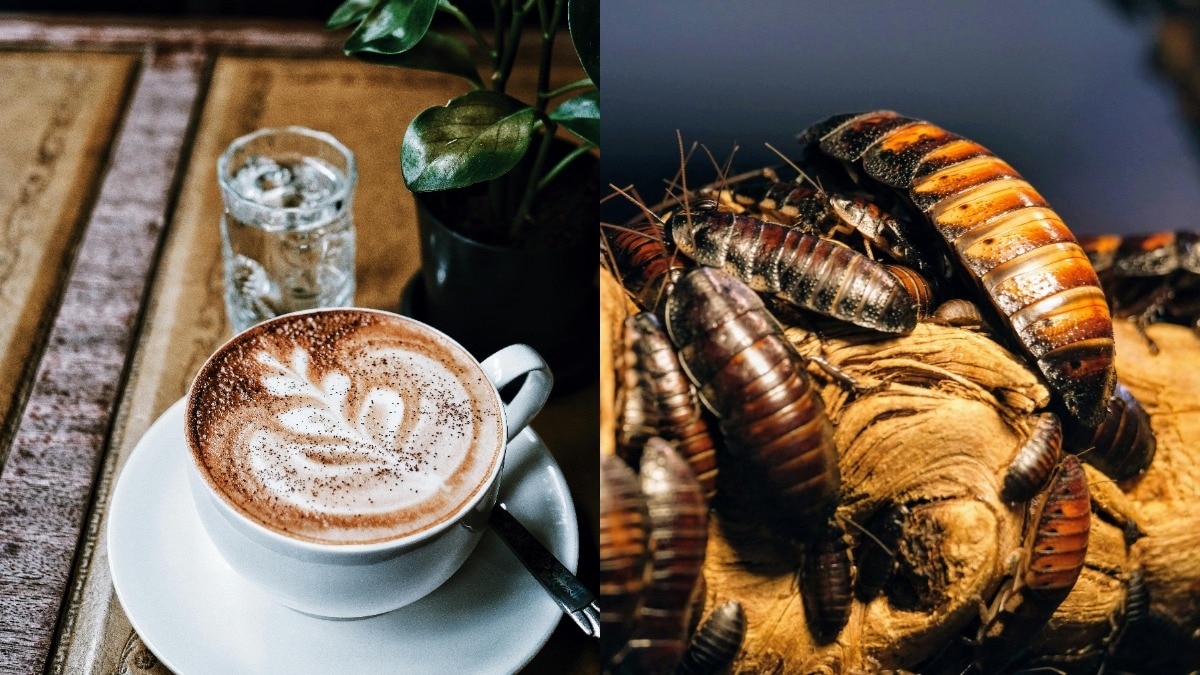 मरे हुए कॉकरोच और ऊपर कीड़े का बुरादा… इस रेस्टोरेंट में मिल रही है अजीबो-गरीब कॉफी