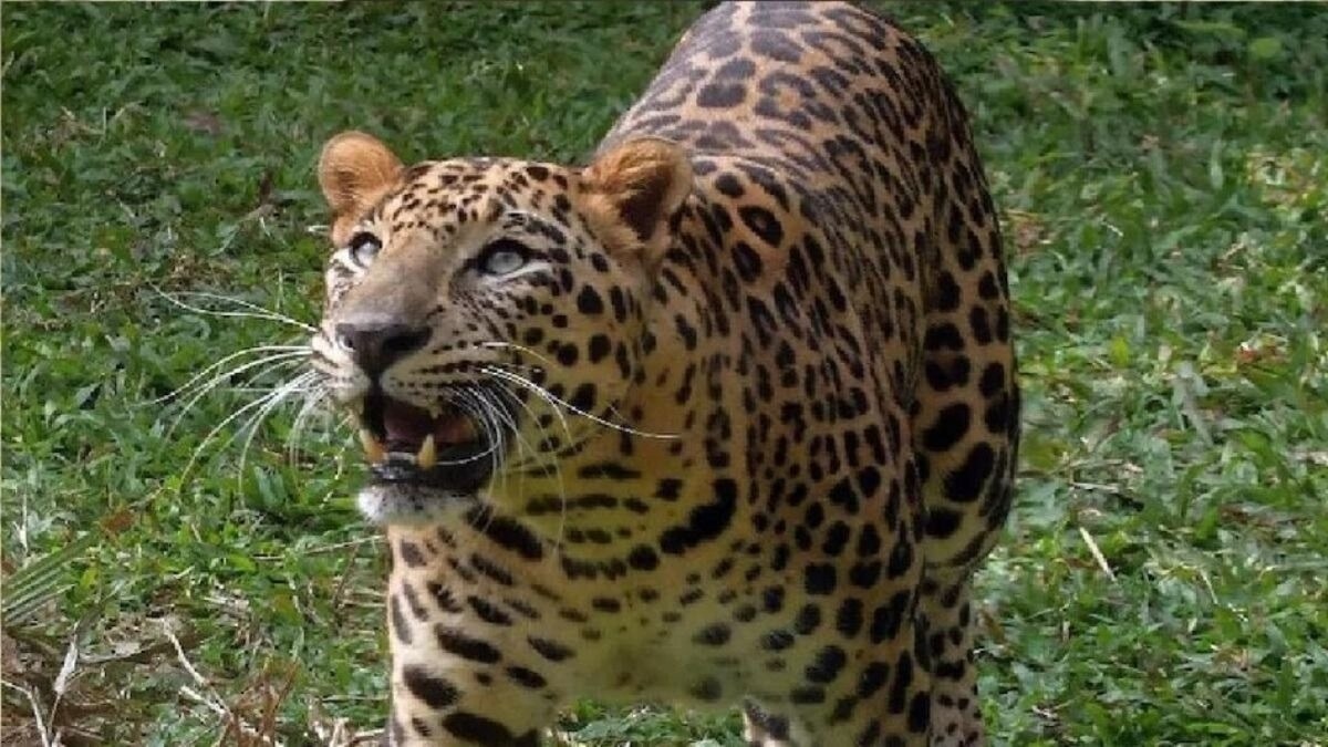 तेंदुए ने स्कूल से लौट रहे बच्चे पर किया हमला. (Photo: Representational )