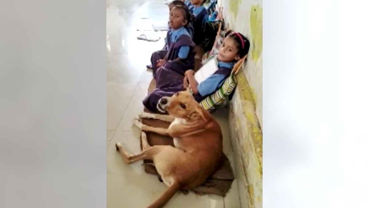 क्लास में बच्चों के साथ बैठा एक कुत्ता.(Photo:Screengrab)
