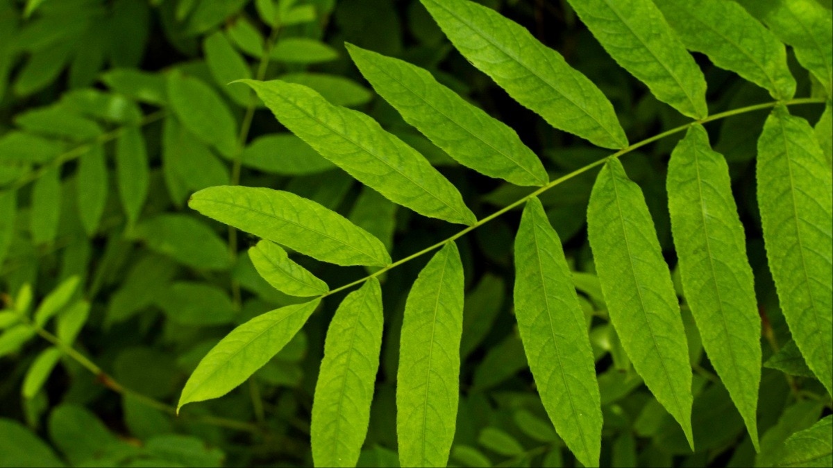 रोजाना करी पत्ता खाने से शरीर को मिलते हैं कई फायदे (Photo- Freepik)