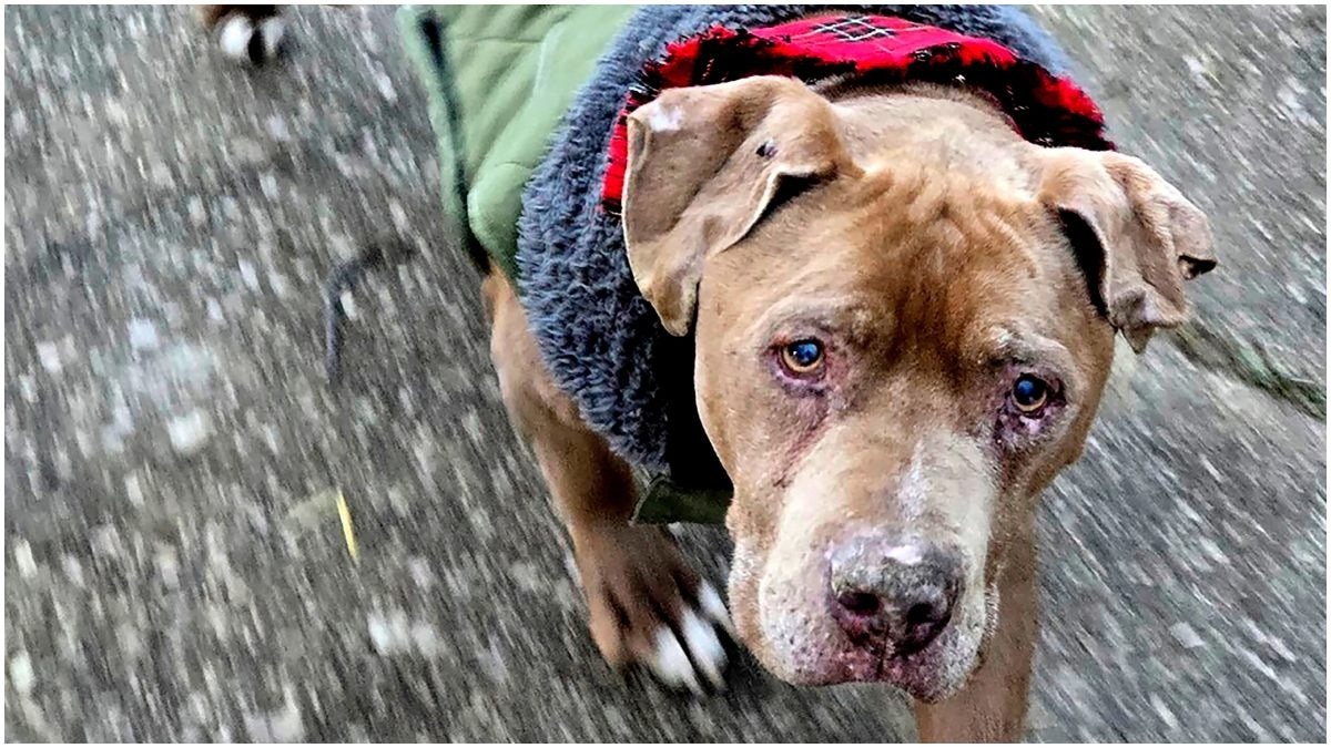 कुत्ते ने काट ली थी महिला की नाक... करवानी पड़ी 16 सर्जरी और डॉक्टर्स ने बना दी दूसरी नाक!