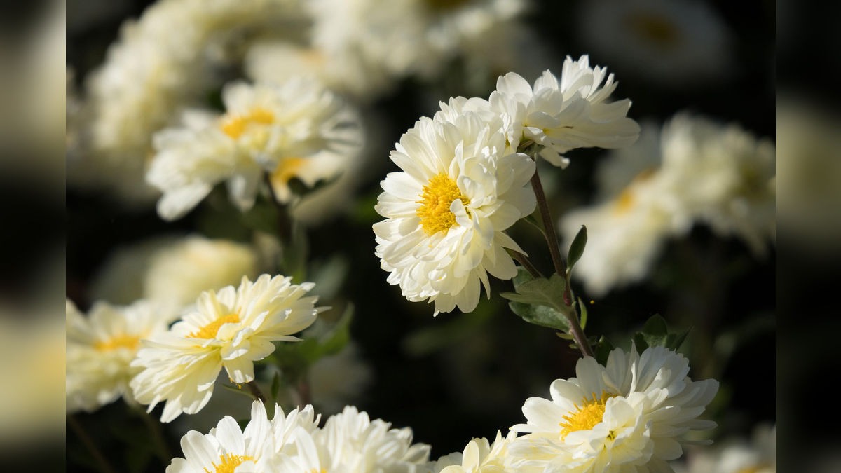 Grow beautiful white flowers
