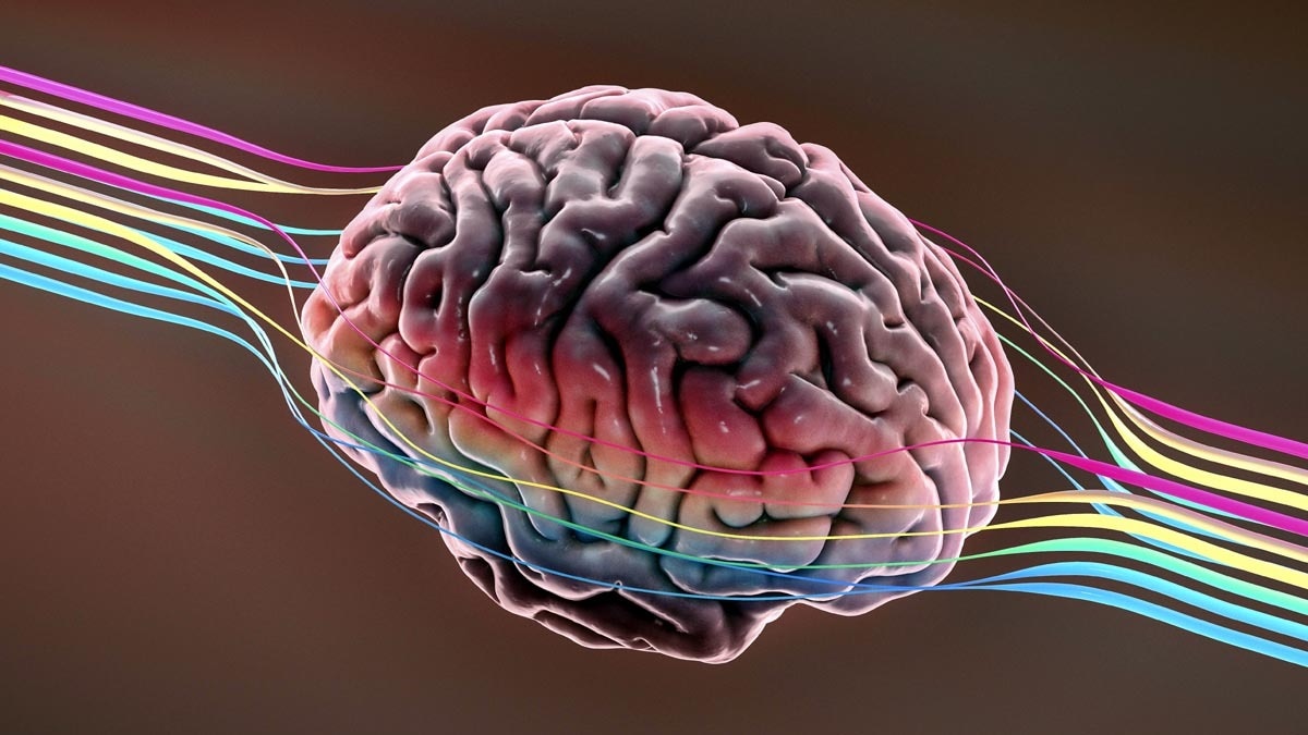 Brain Changes Four Times