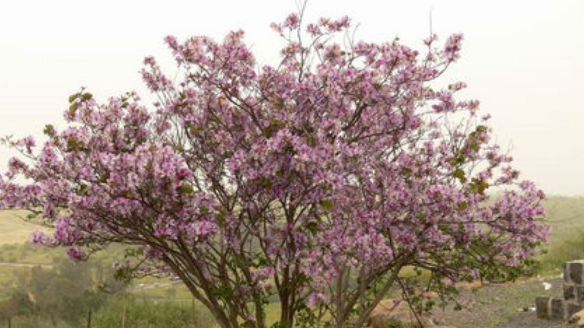 कोविदार वृक्ष