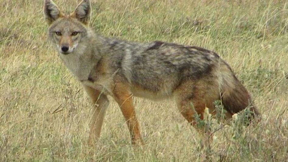 लौटकर सियार घर को आए! दिल्ली Zoo से हो गए थे फरार, खुद-ब-खुद बाड़े में वापस लौटे