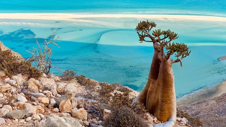  यंमन के सोकोट्रा द्वीप पर स्थित डेटवा लैगून विश्व भर में खूबसूरत फिरोजी रंगत वाला प्रसिद्ध शांत समुद्र तट है, इसी के आधार पर यमन ने चक्रवात का नाम दित्वा रखा है