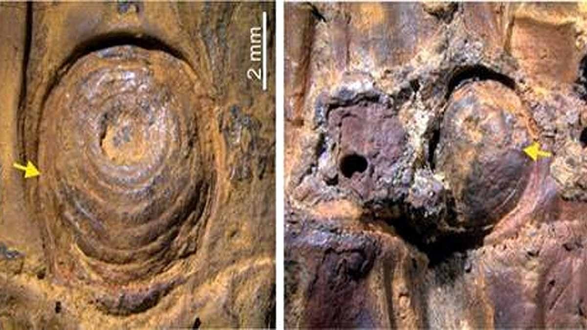 Bamboo Manipur Ice Age