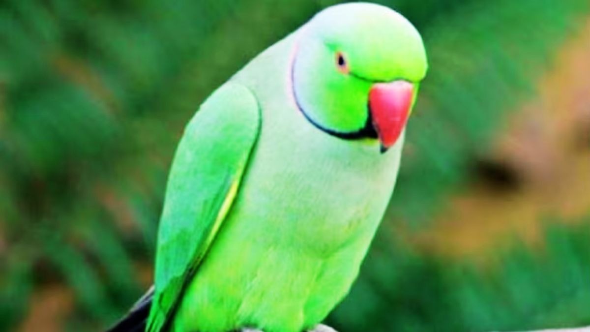 दो तस्करों के पास मिले 300 तोते. (Photo: Representational)