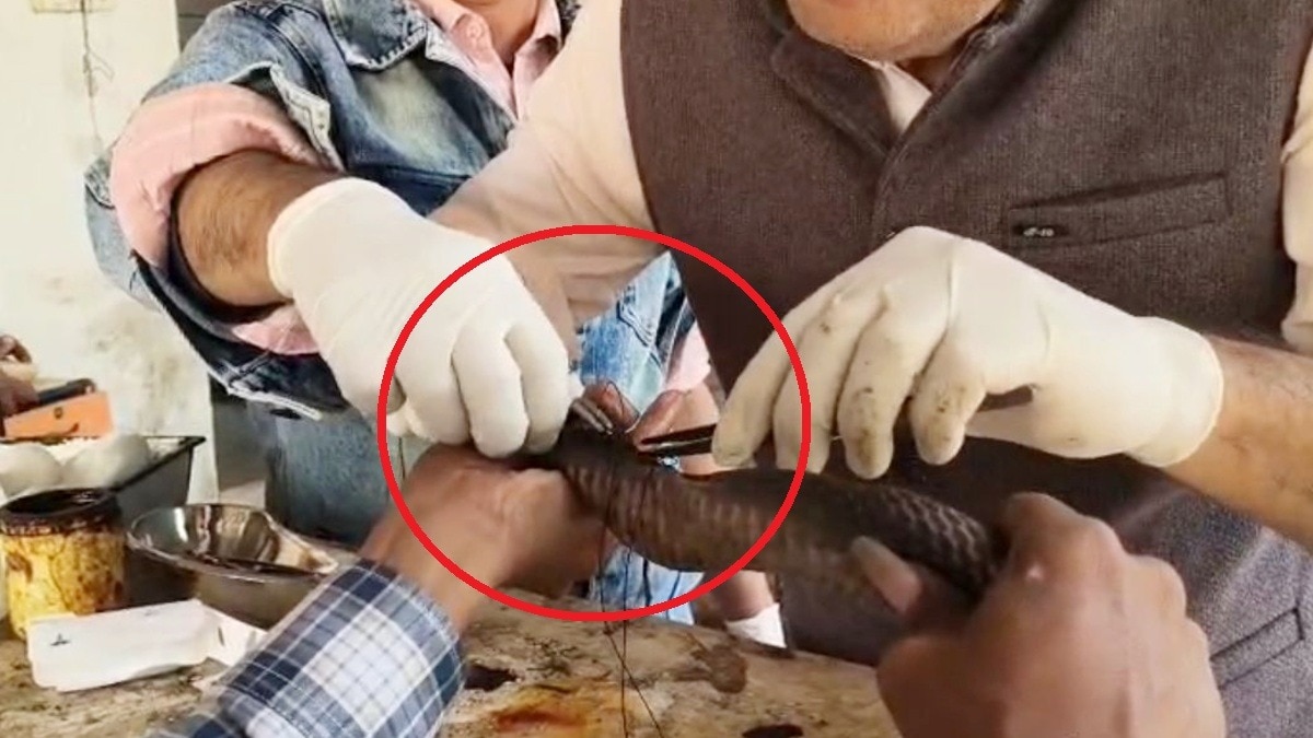 डॉक्टरों ने किया कोबरा का सफल ऑपरेशन.(Photo:ITG)