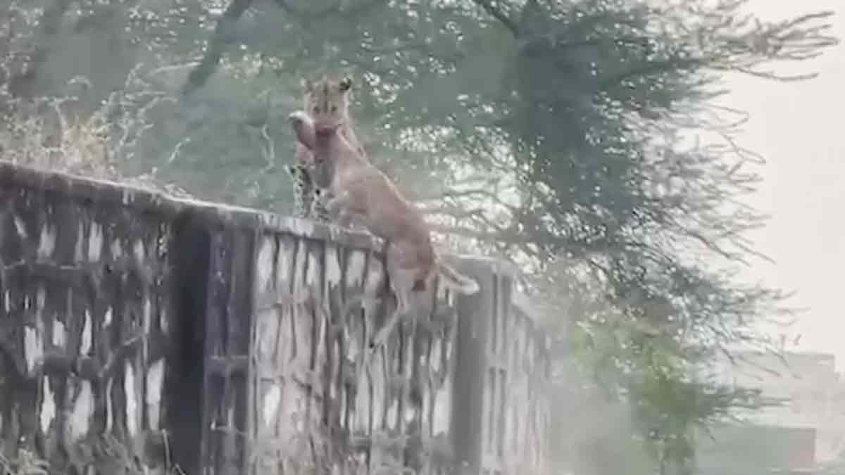 Live video of female leopard Flora hunting