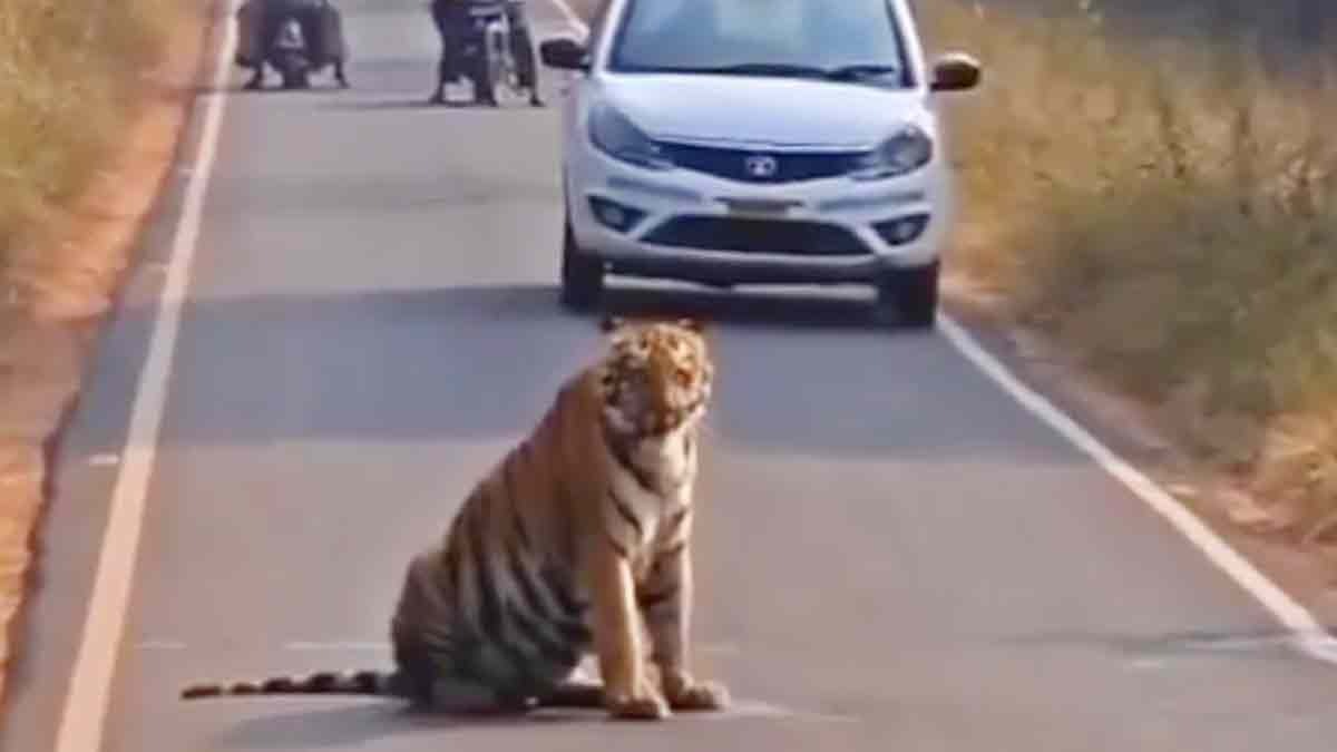Tiger on Road