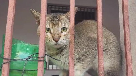 बिस्किट और पानी से जिंदगी चला रही थी बिल्ली.(Photo: Prahalad Kumar/ITG)