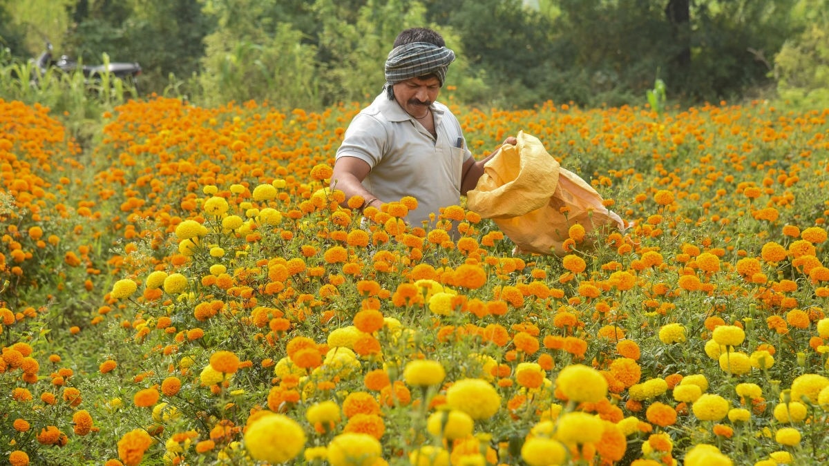 Best Marigold Seed Varieties to Grow