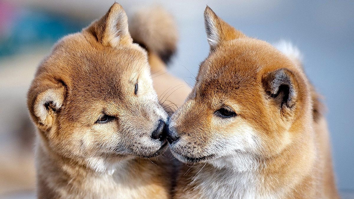 celebrities cloning pets