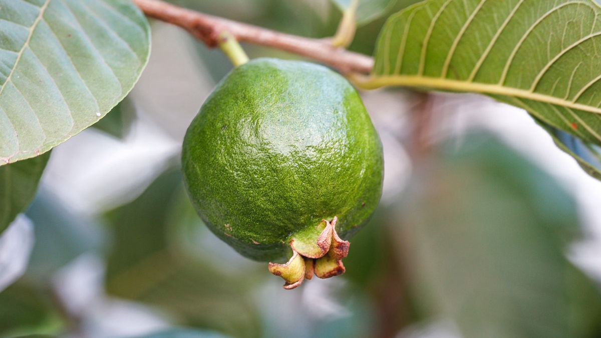 Guava winter care tips