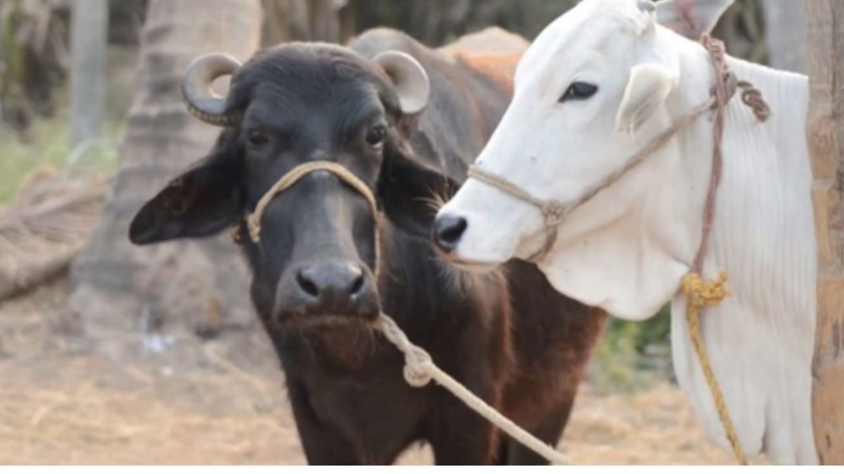 ब्यांत अंतराल सुधारें डेयरी से मिलेगा अधिक मुनाफा 