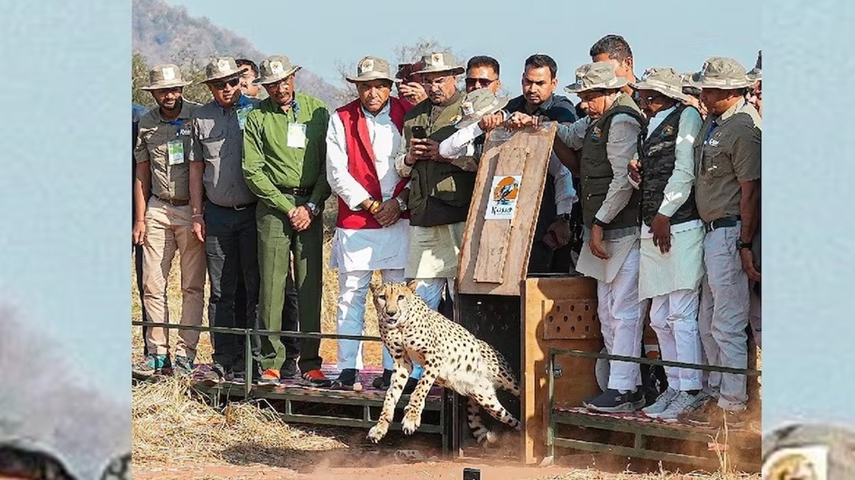 फरवरी में 5 चीतों को CM मोहन यादव ने जंगल में छोड़ा था.(Photo:ITG)  