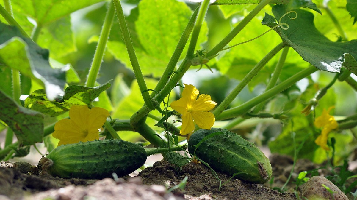 Best Cucumber Variety to Grow at Home