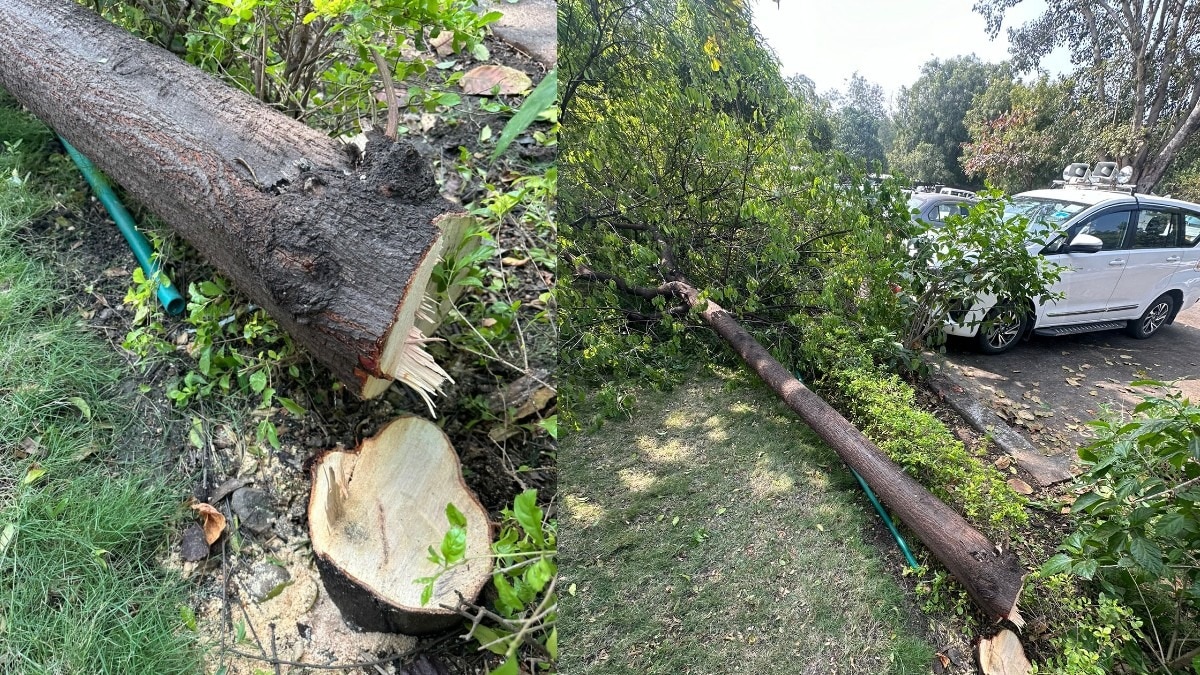 MP विधानसभा परिसर के अंदर चोरों ने काटा चंदन का पेड़.(Photo:ITG)