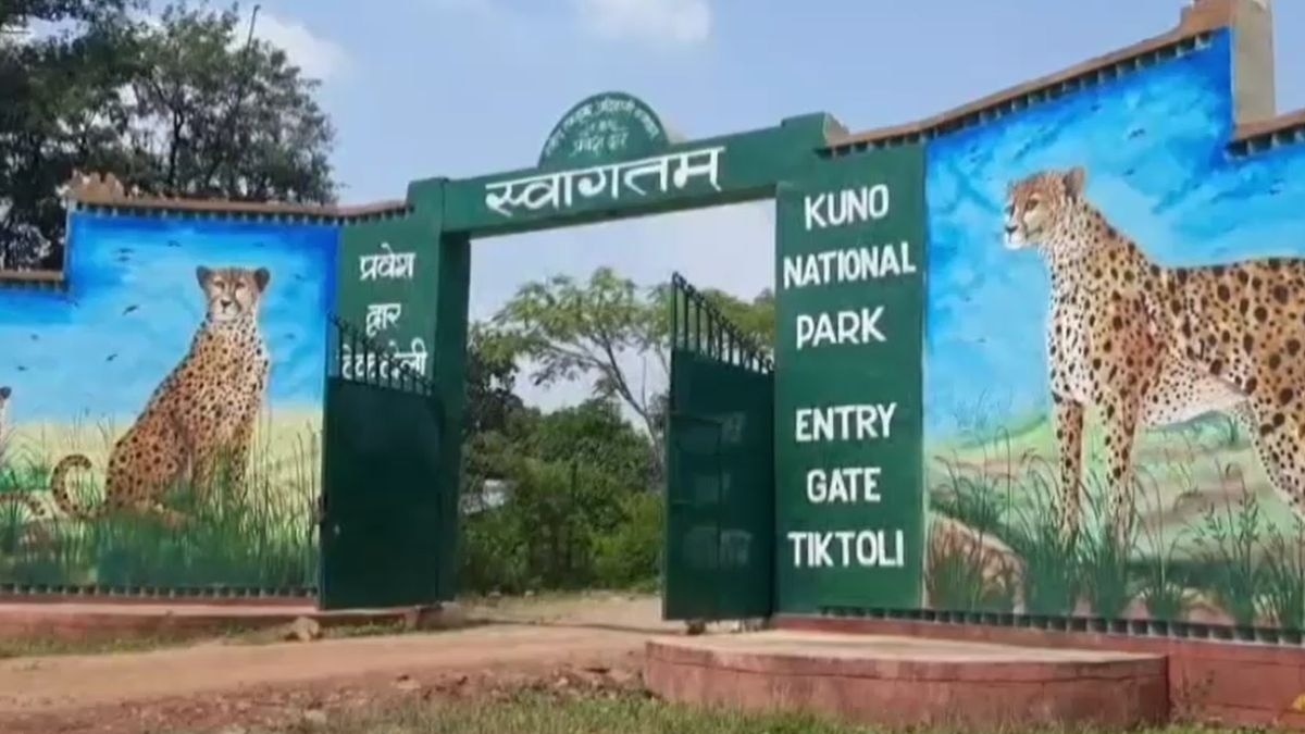 कूनो नेशनल पार्क में शावक की मौत. (Photo: ITG)