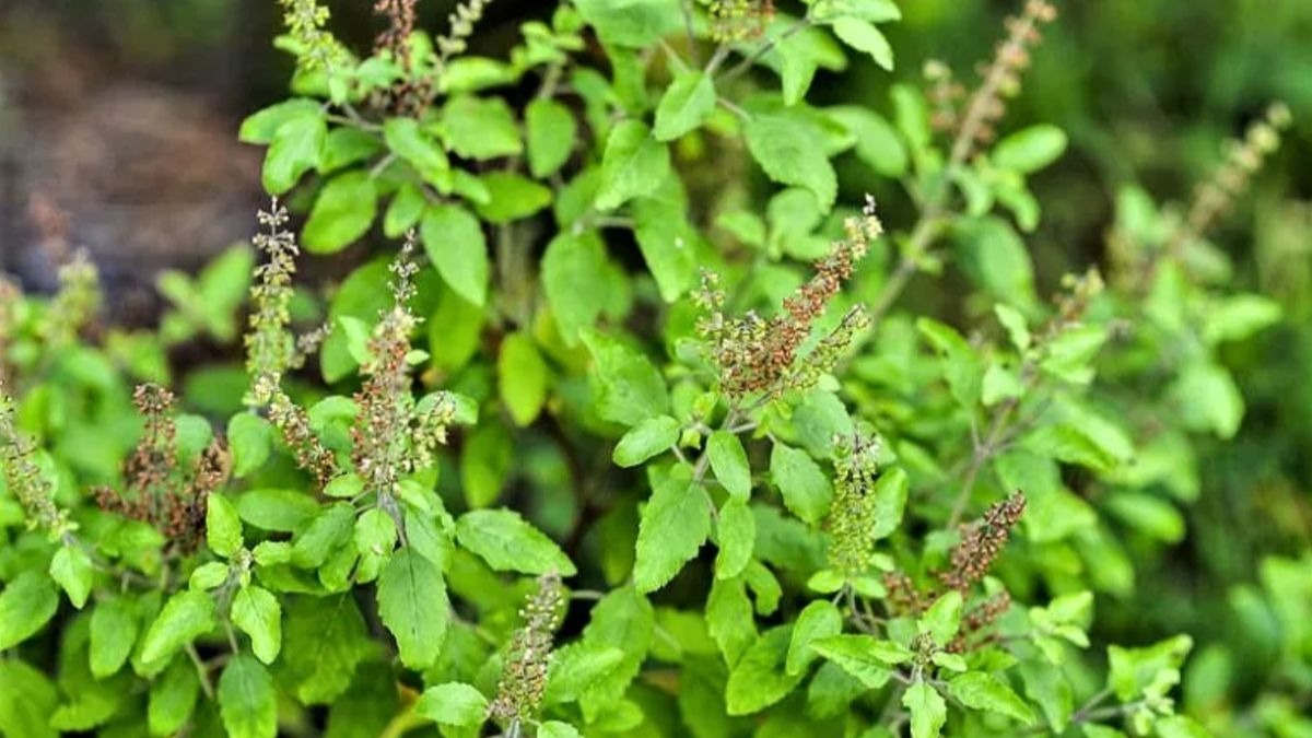 Many people mistakenly plant plants near Tulsi, which reduces its sanctity.