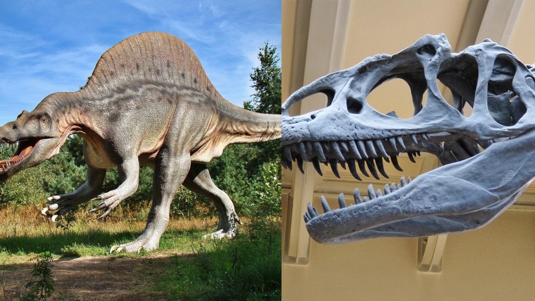 सिचुआन प्रांत का जिगोंग शहर और उसके आसपास के इलाके (जैसे वुली गांव) को 'चीन का डायनासोर होम' कहा जाता है. ( Photo: Pixabay/Reuters)