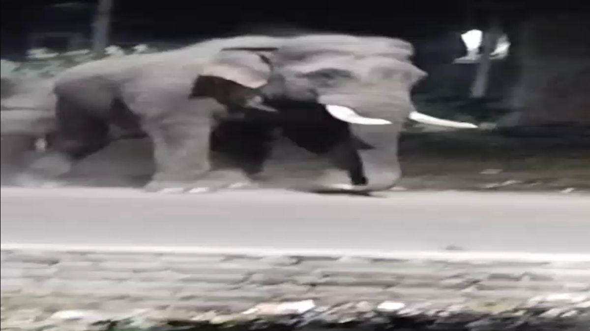 रिहायशी इलाके में पहुंचा हाथियों का झुंड. (Photo: Screengrab)