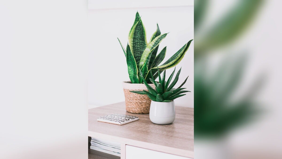 Best indoor plants for fresh air