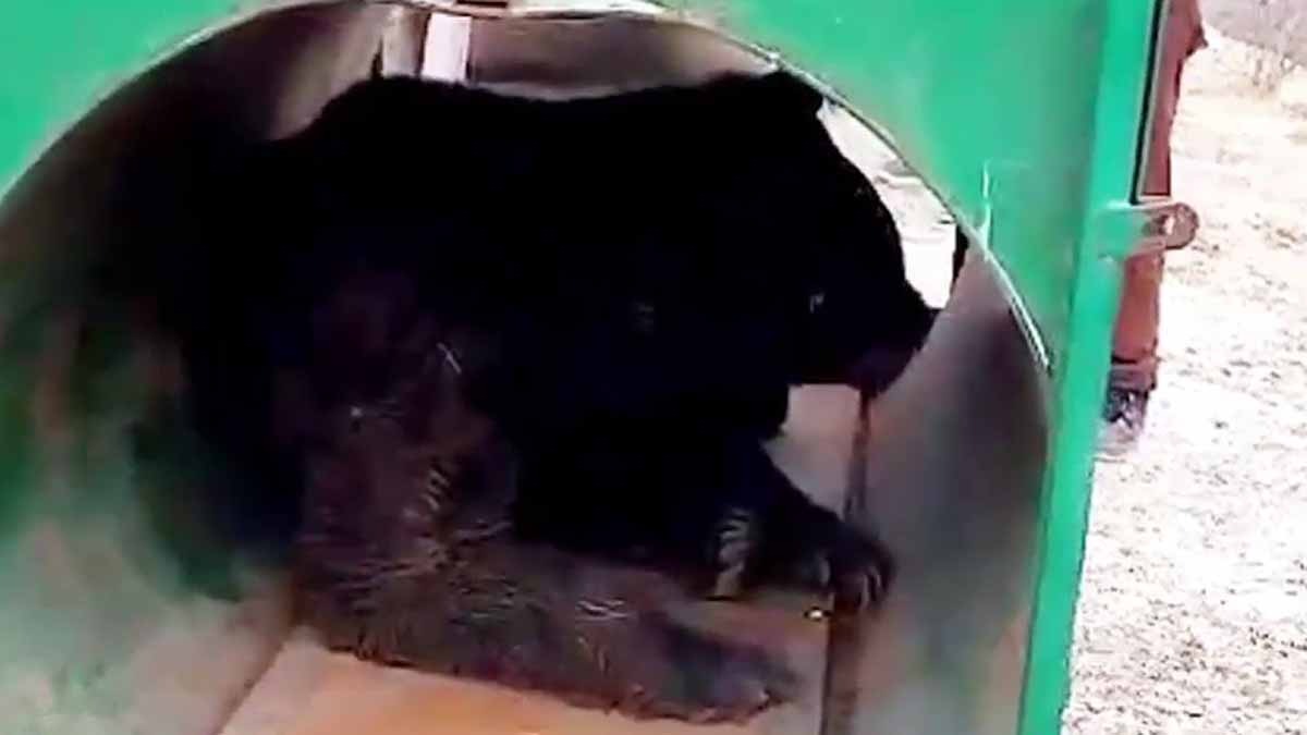 kashmir bear climate change