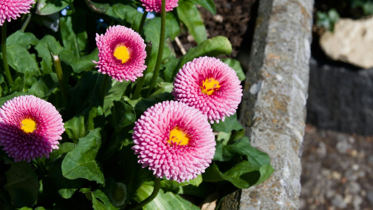 Grow Beautiful Flowers in Garden