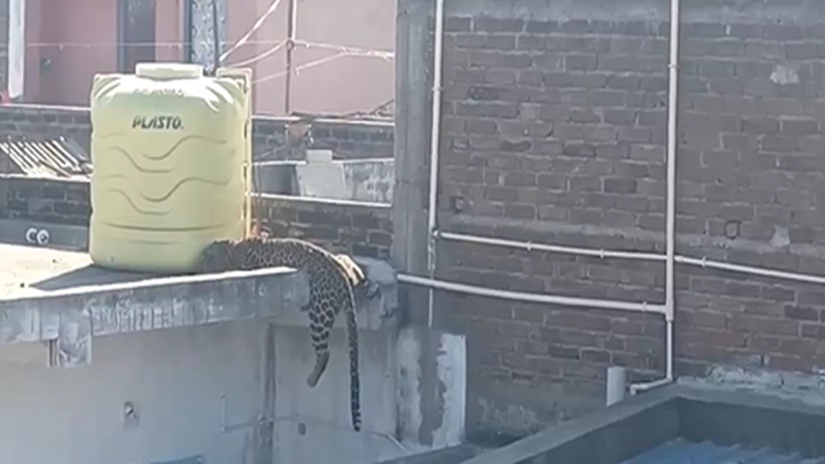 रिहायशी में पहुंचा तेंदुआ, घरों में घुसकर 7 लोगों को किया घायल (Photo: itg)