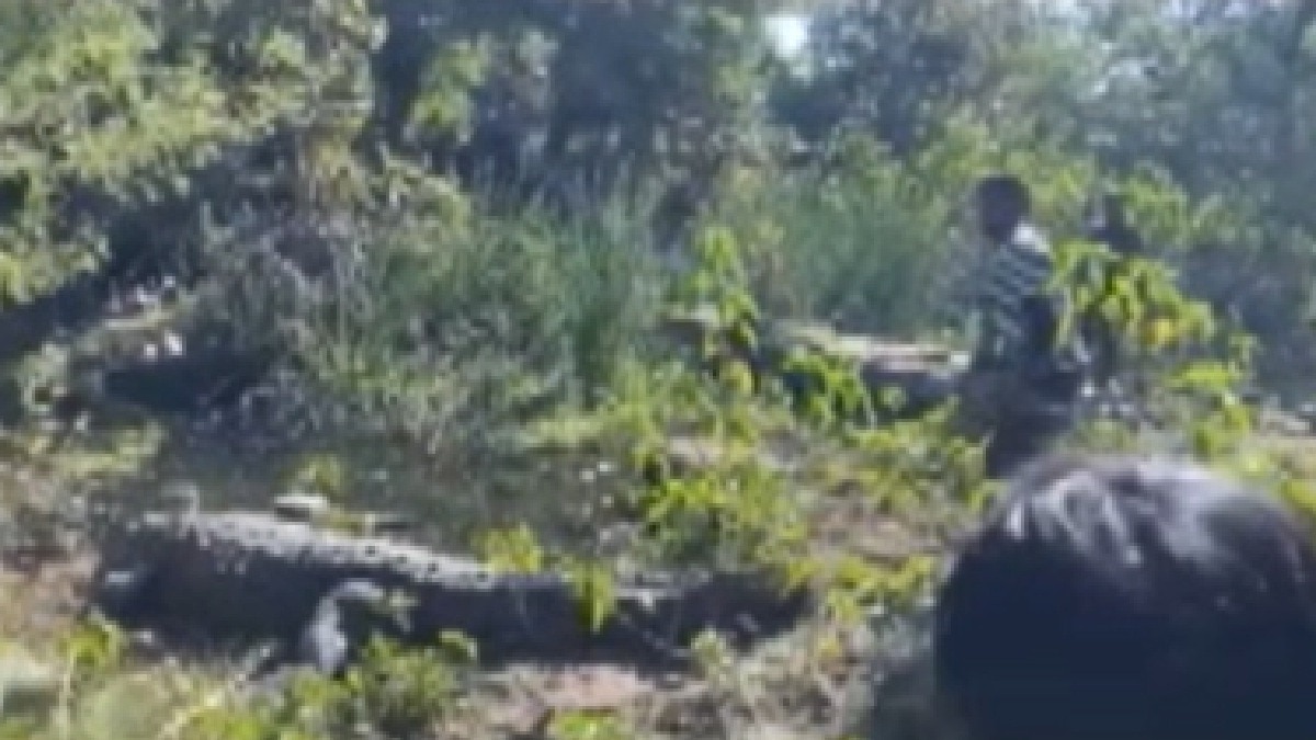 सोशल मीडिया के लिए मगरमच्छों के बीच पहुंचे लड़के (Photo: ITG)