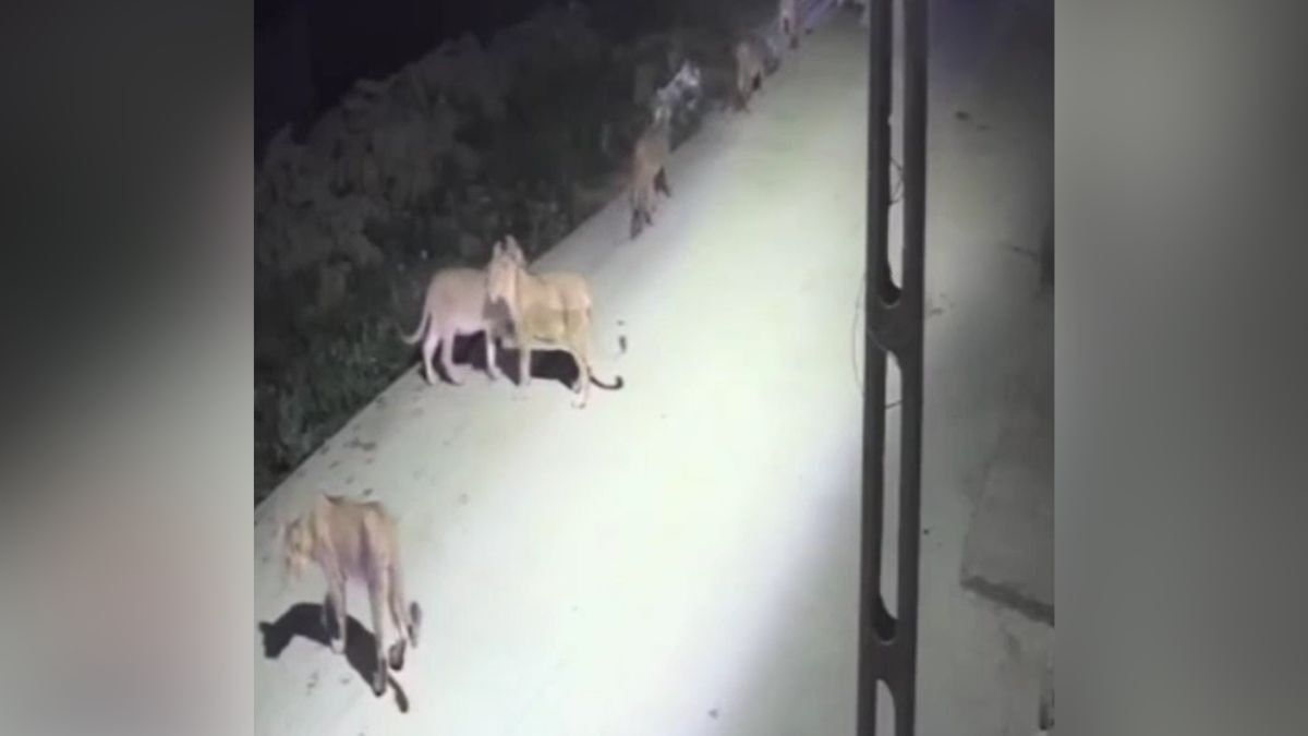 सड़क पर दिखा शेरों का झुंड. (Photo: Screengrab)