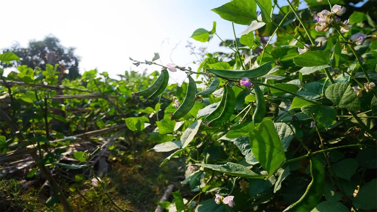 Sam Seeds (Photo- Getty Images)