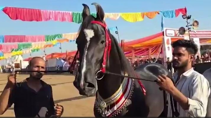 इस घोड़े की कीमत है 15 करोड़ (Photo: Screengrab)