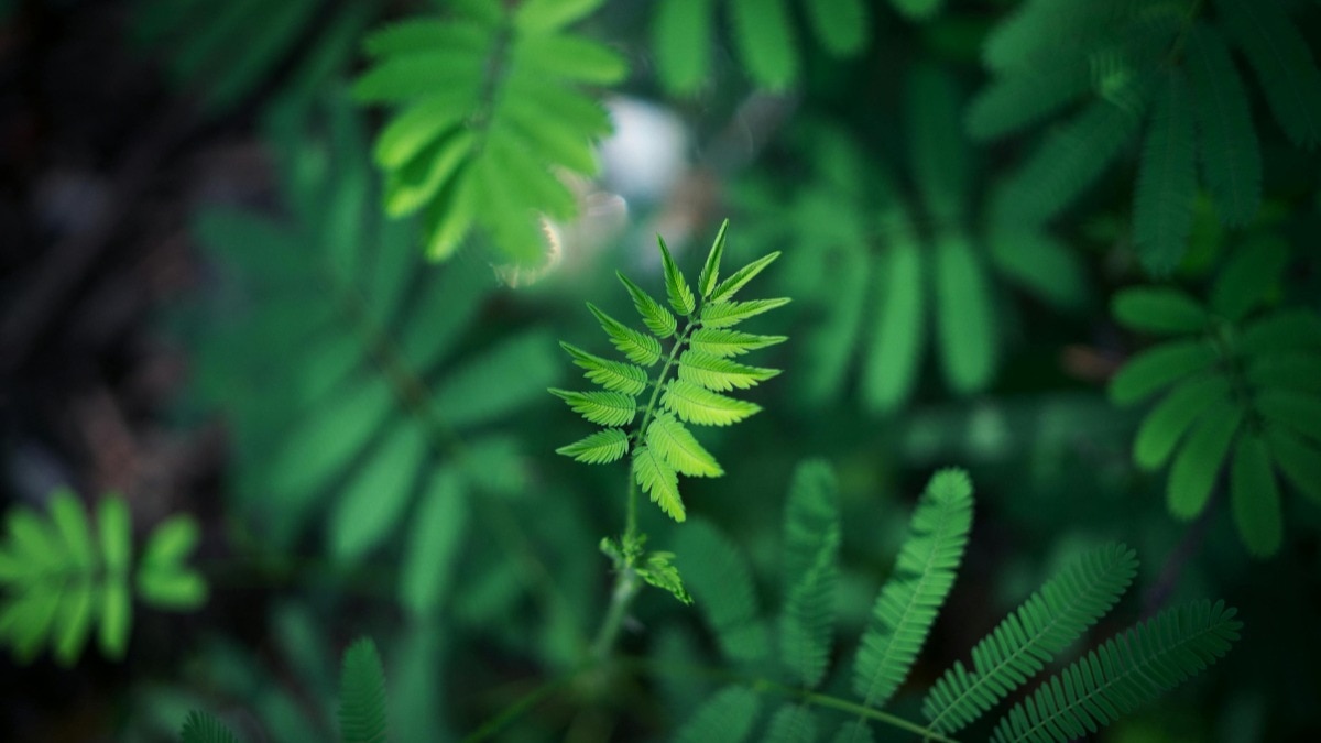 UK leaf fine incident, elderly man fined UK