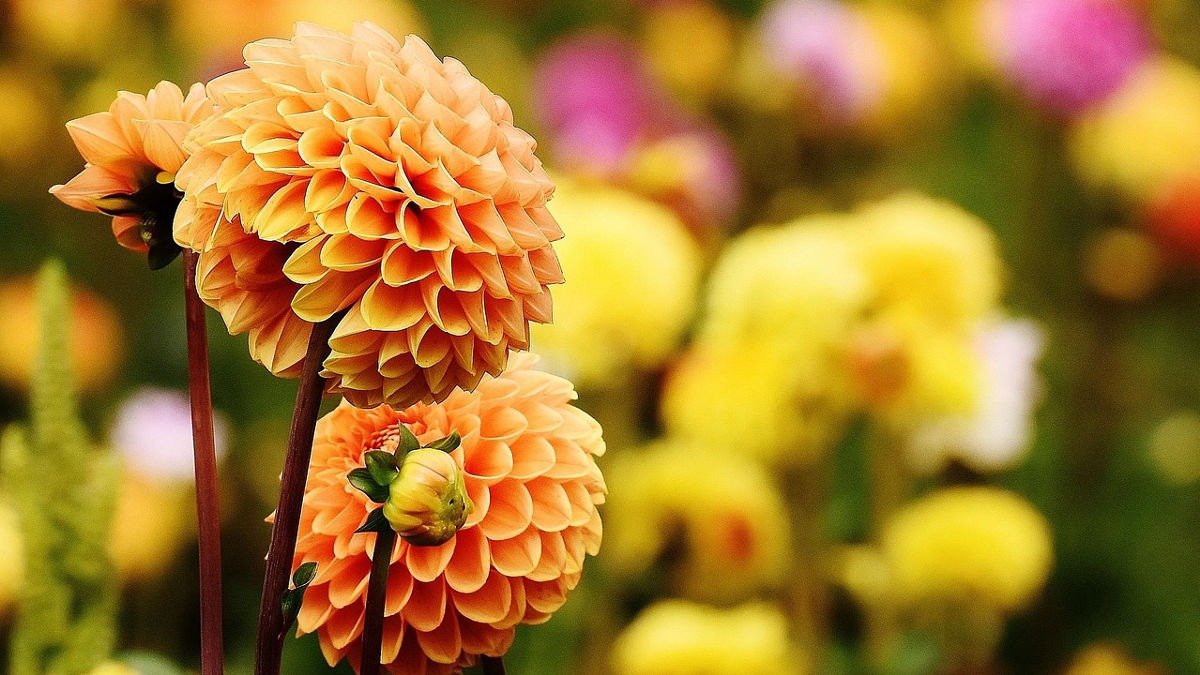 घर पर सुंदर फूल उगाइए (Photo: Pixabay)