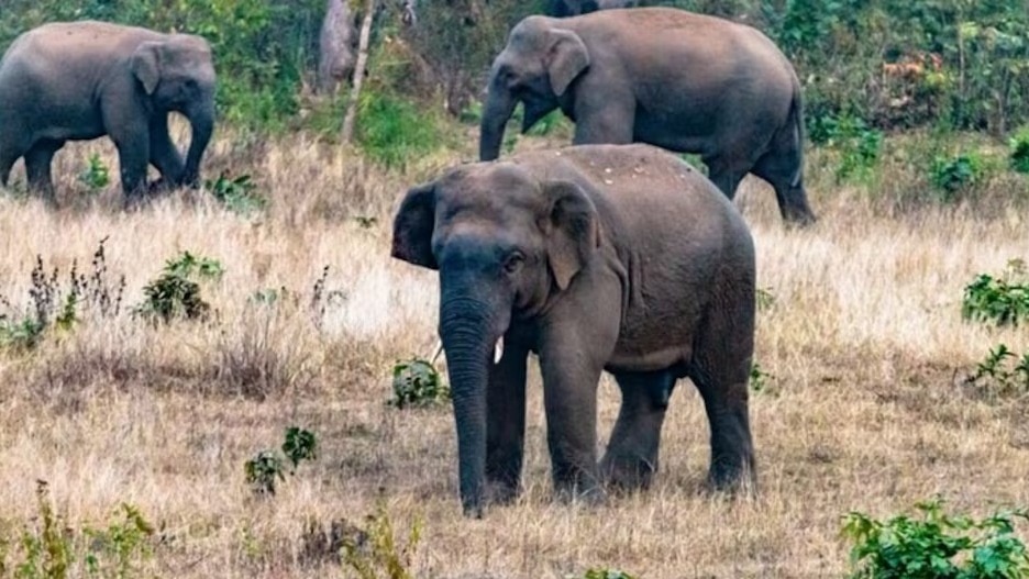 हाथियों के झुंड ने व्यक्ति को कुचला.  (Photo: Representational )