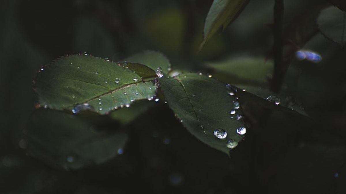 Tulsi Shubh Sanket: तुलसी पर ओस की बूंदें और सुंगध... नए साल पर बेहद शुभ हैं ये संकेत