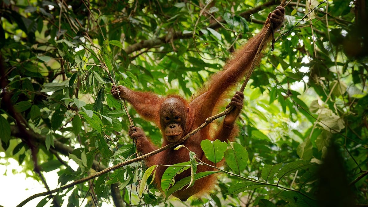 Tapanuli orangutan Sumatra floods