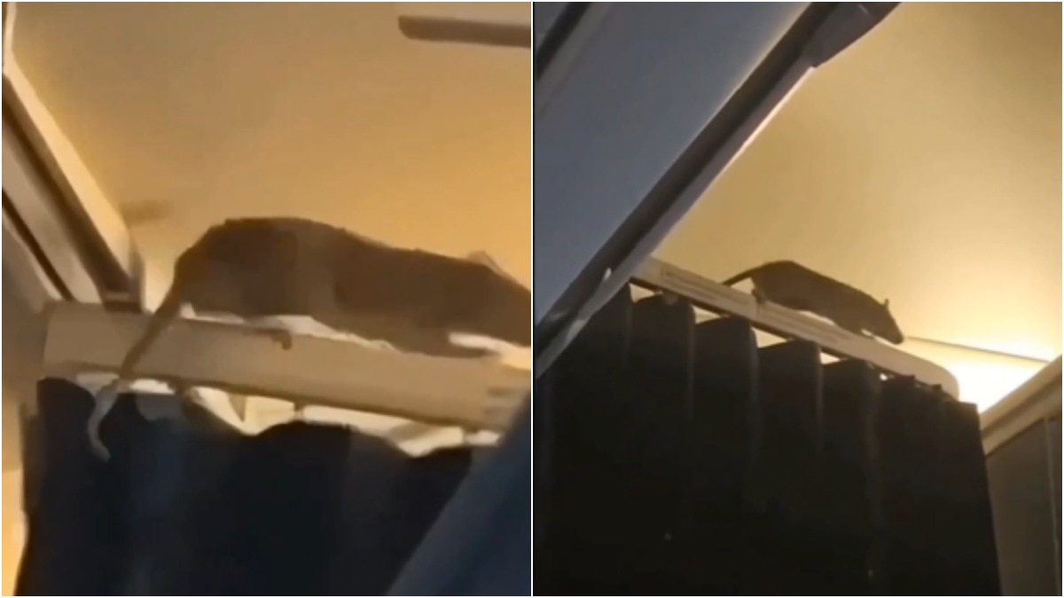 KLM flight mouse incident